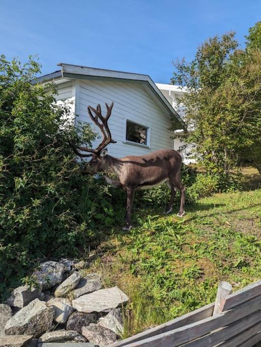 Koselig Leilighet Naer Bussholdeplass Og Natur. Tromsø Exterior foto
